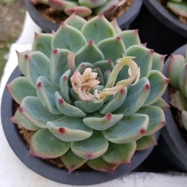 [해뜰다육] 도태랑(6.0) 다육식물 선인장