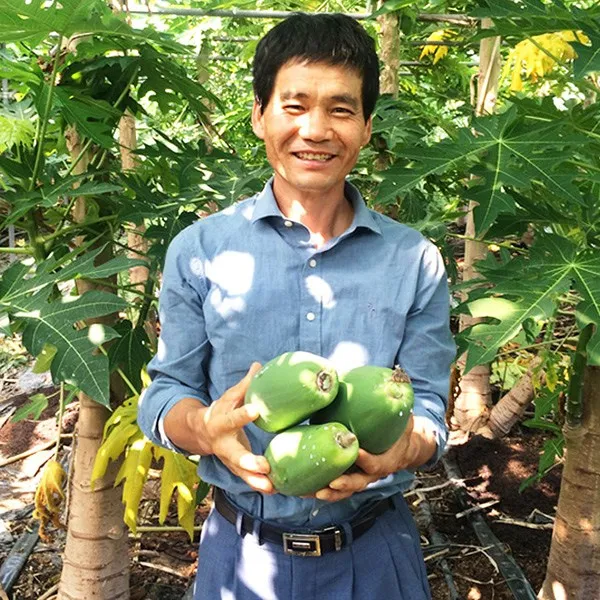 강진농장 장흥 그린파파야 Greenpapaya 1box 5kg