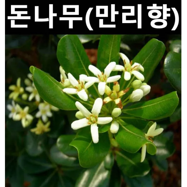 돈나무(만리향) 5치 화분 3개/나무 묘목/남부수종