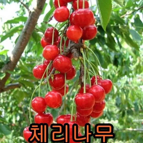체리나무접1년특 2그루