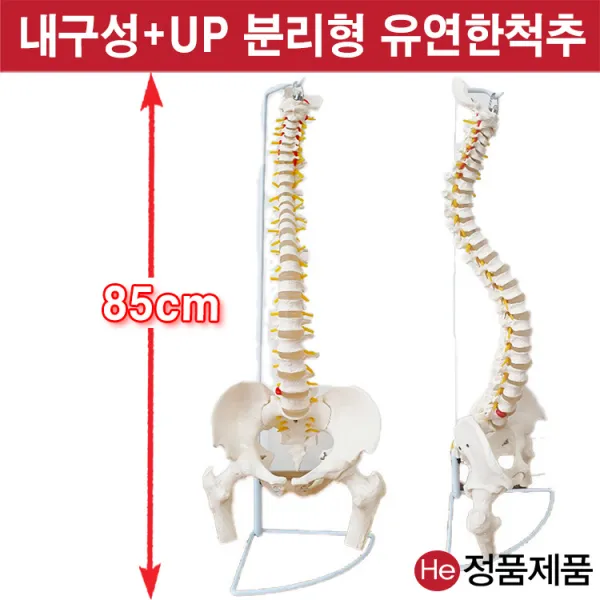 He 대퇴골척추모형 2003GG 인체해부도 척골 요골 고관절 골절 CPR 인체모형, 1개