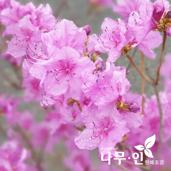  나무인 진달래 개화주 포트묘 5그루