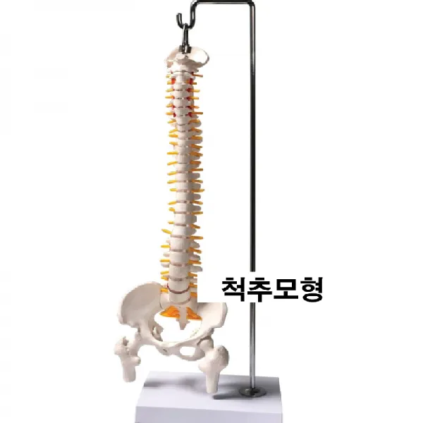 Nobrand 인체 척추모형 교육 대퇴 골반 연습 해부 뼈 경추 척추모형세트