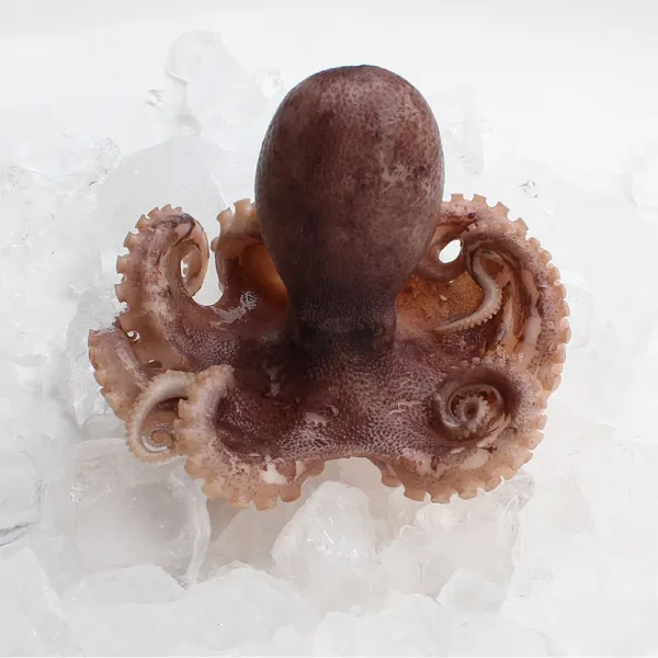 새우몰 국산 쭈꾸미 1kg (대) 18-22미 육질이 끝내줘요, 1개