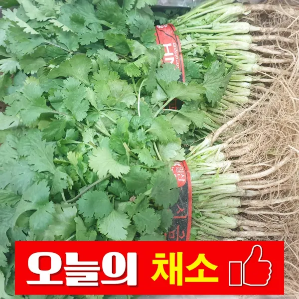 바른채소 고수 1단 300g 내외 신선함을 그대로 가락시장 가락몰 직배송 시스템