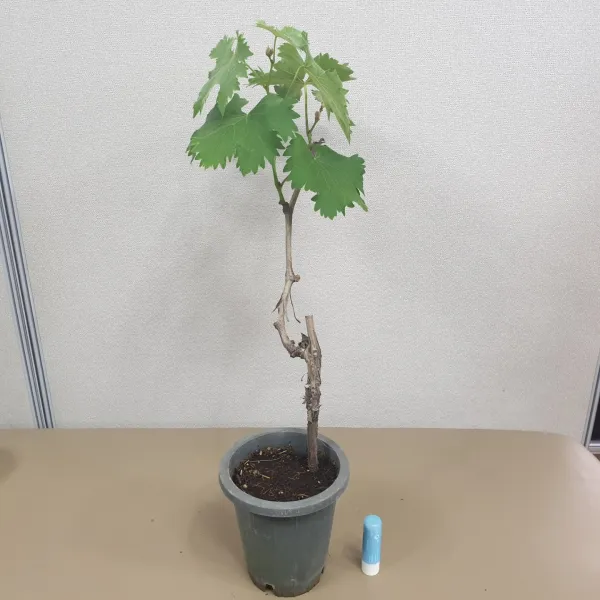 거봉포도나무 흑보석 묘목 1년생 화분채배송