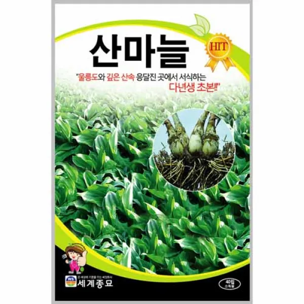 [농사넷] 울릉도와 깊은산속 응달진곳에서 서삭하는 다년생 산마늘 40립, 1봉