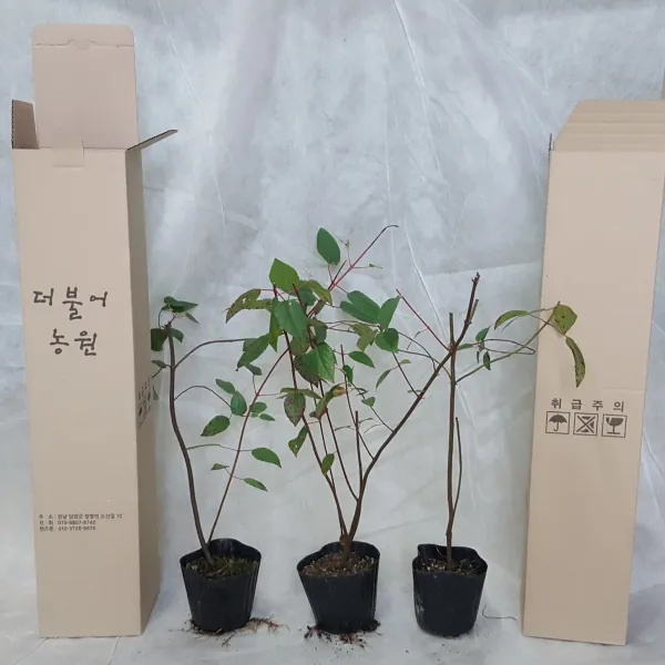 더불어농원 마키베리묘목, 1개, 마키베리 1년실생묘