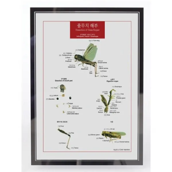 풀무치 해부 입체표본 