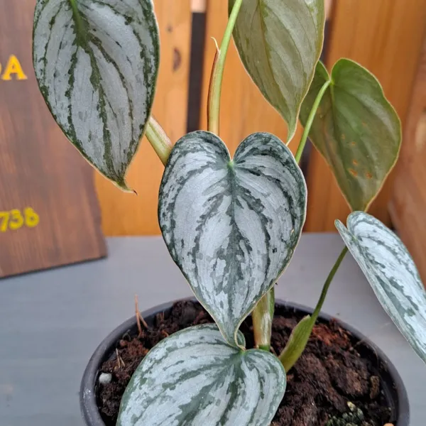 가꾸다 필로덴드론 브랜티아넘