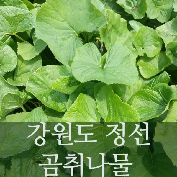 강원도 정선 무농약 곰취나물 2kg 산나물 당일수확