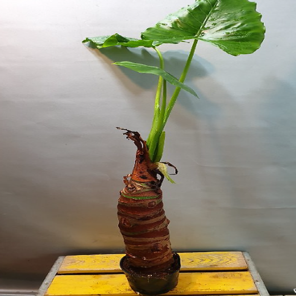 에덴농원 알로카시아(중품) 목대가 있고 잘생긴아이에요 높이 70-90잎이 너무 잘자라서자르고 나가기도 해요