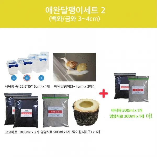 양평달팽이농장 애완달팽이세트2(백와 금와 흑와 3~4cm), 백와