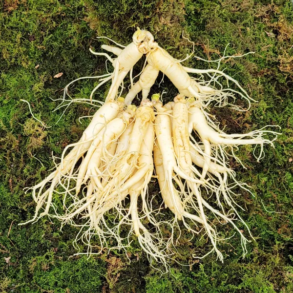 금산인삼 수삼 흠있는 난발삼 중 1채 750g 15~18뿌리 세척인삼, 무료세척 (흙무게 약 50g가량 감량)