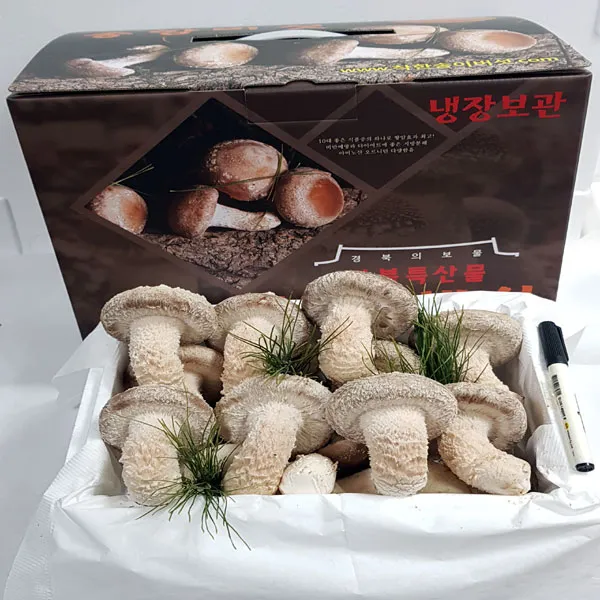 착한송이송향버섯(산지직송)최고급 13시까지 주문시 내일도착(공휴일제외), 1박스, 최고급500g