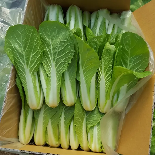 안산팜 신선하고 맛있는 얼갈이배추 (저탄소농축산물 GAP인증), 1개, 얼갈이배추 4kg