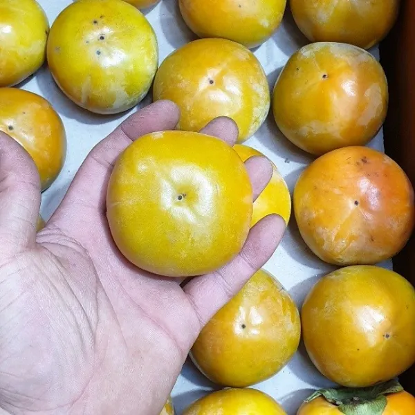 가람상점 고당도 진영단감 창원단감 중과 소과 5kg 10kg, 1개, 단감 랜덤과 5kg