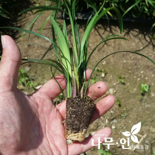 [나무인] 맥문동묘목 100그루 1평식재분량