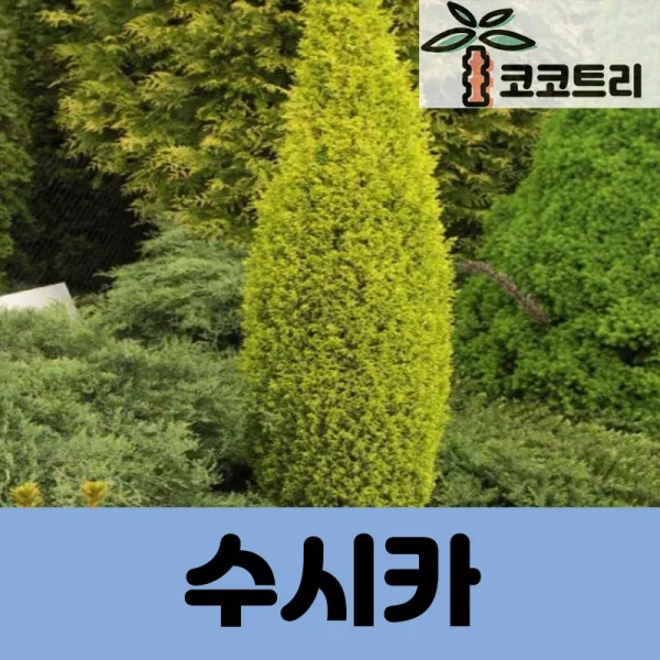 [코코트리] [상록수] 수시카 묘목, 1개, 수시카 포트 H30cm내외