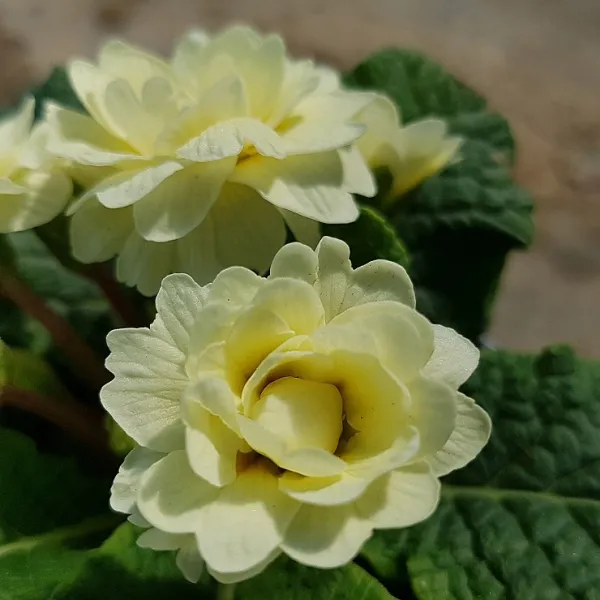 피어나라플라워 발레리나 앵초 크림