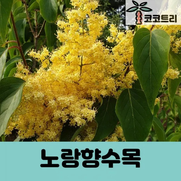 [코코트리] [라일락] 노랑향수목(베이징골드) 개화주(분)