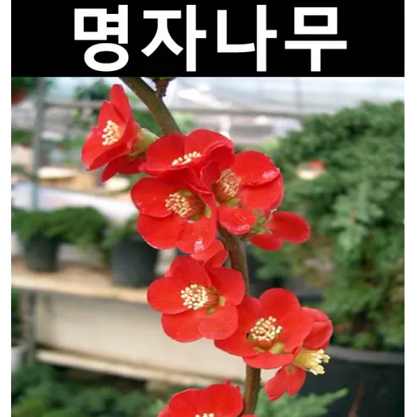 명자 키80cm/나무 묘목/꽃나무/정원수/공원수
