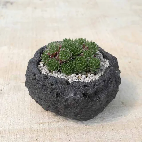 바위솔 화산석 도자기화분 세트