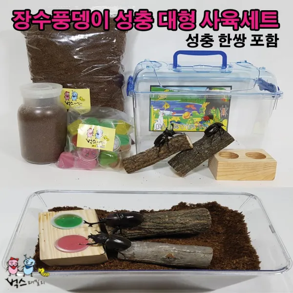 장수풍뎅이 성충 유충 사육세트 성충유충, 10번