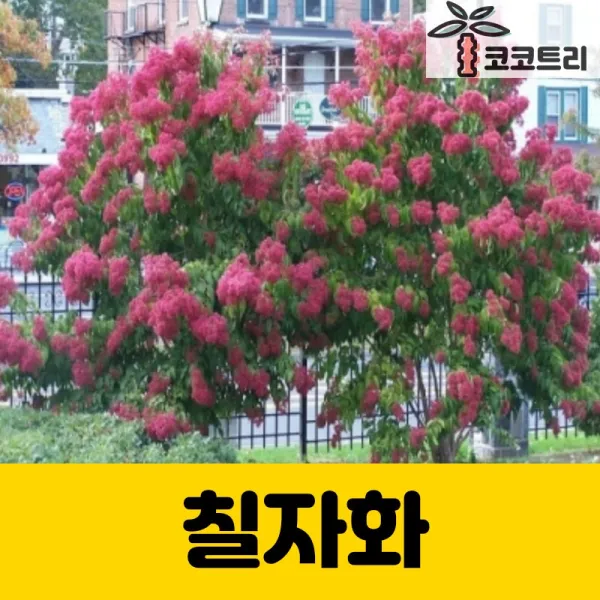 [코코트리] [조경수] 칠자화나무 묘목, 1개, (3주묶음) 칠자화포트
