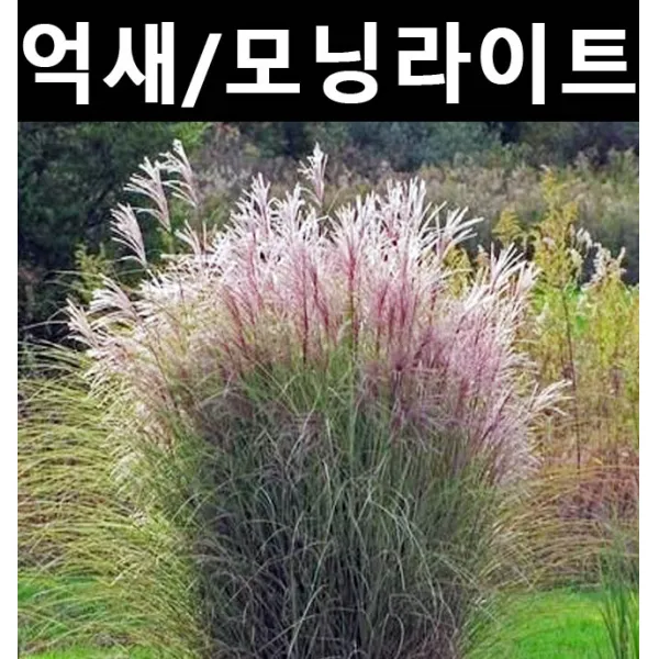 억새(모닝라이트) 포트/야생화/지피식물/조경수/다년초
