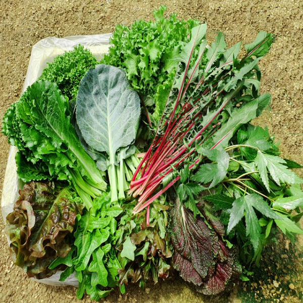 이순례농장 모듬쌈&건강한샐러드채소1kg!!당일수확 산지직송!!(로메인 케일 바티마상추 아삭이 생채 치커리 뉴그린 당귀 루비프릴겨자맛 멀티레드 레디쉬 적근대 소렐 그린글레이스 롤라)등 다채롭고 싱싱한친구들로 매일10종이상 랜덤발송, 1box, 1KG이상