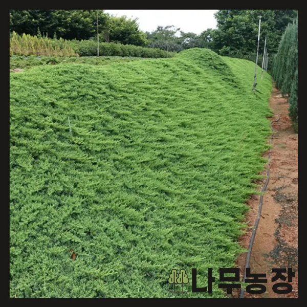 나무농장 평일당일발송 좀눈향 삽목2년 포트 2주묶음 