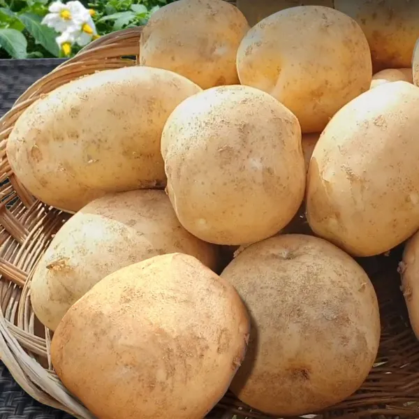 특산 강원도 수미감자 햇감자 특 3kg 한정특가 1개 강원도 수미감자 햇감자 특 10kg 한정특가