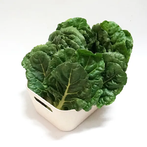 채소파는 가게 근대1박스 (4kg내외), 1팩, 1kg