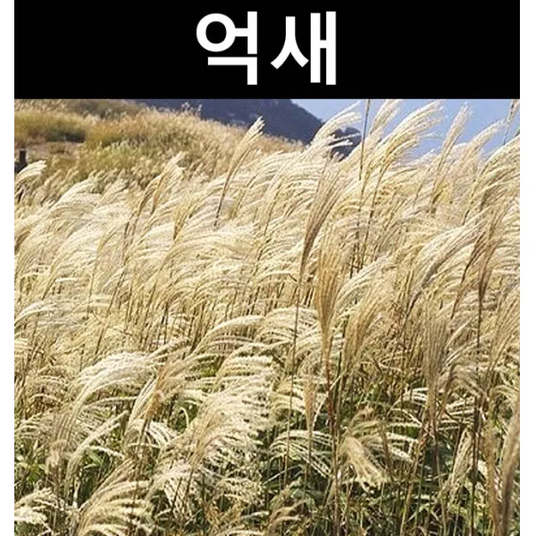 억새 포트 5개/야생화/지피식물/조경수/다년초