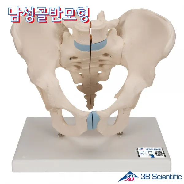 3b Scientific 인체모형 3분리 남성 골반골격모형 H21/1 Hipjoint