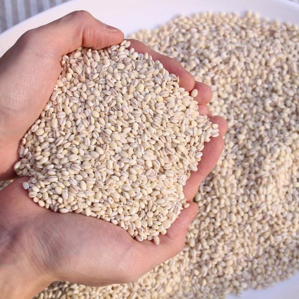 2019년 국내산 경북 영주 늘보리 늘찰보리 1kg, 1box, 늘보리 1kg
