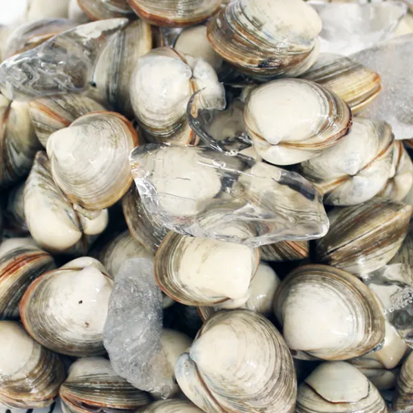 바지락총각 당일해감 고창 하전갯벌 동죽조개1kg X 2팩 / 물총조개