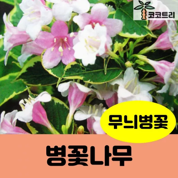 [코코트리] [꽃나무] 병꽃나무 묘목, 1개, 무늬병꽃 7치화분