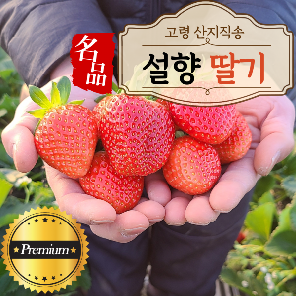 설향 딸기 생딸기 고당도 산지직송 대사이즈 특대사이즈 12brix이상 1kg 2kg, 고령 설향딸기 1kg(특대)