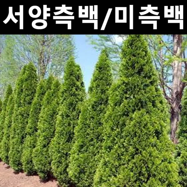 서양측백(미측백) 키1.8m내외(분) 1개/나무 묘목/상록수/조경용