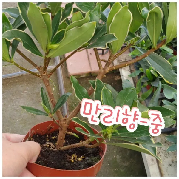 꽃나라엘리스 만리향-중-환상적인 향기에 감탄