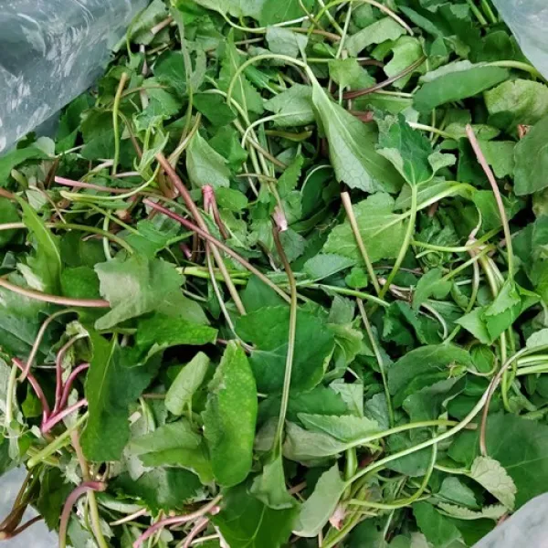 (공룡나라 농산물) 경남 고성 자연산 노지 생 취나물 500g 봄나물
