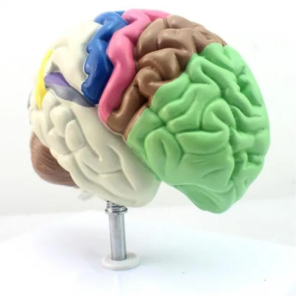 두개골 외측구 대뇌구조와 융기 인체모형 해부학 병원용 수업자료