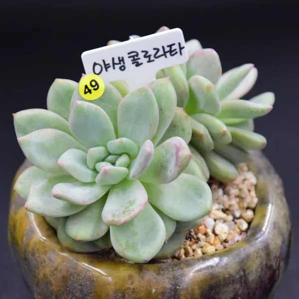 유진's 다육 흑장미 길바 새벽별 콜로라타 마디바 화이트그리니크리스마스 등 다육이 패키지, 1개, 6.야생콜로라타