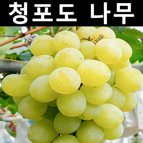 청포도(로자리오 비앙코) 삽3~4년(결실주)(분)/나무 묘목