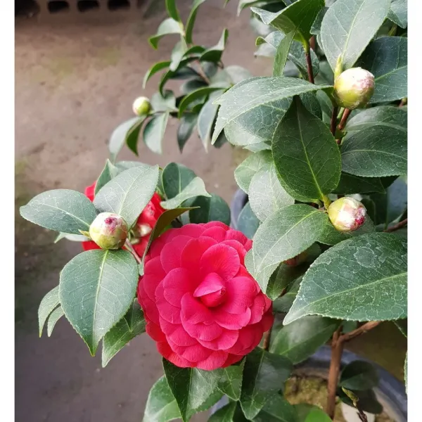 행복한꽃순이//아담한동백 빨강겹 /한목대