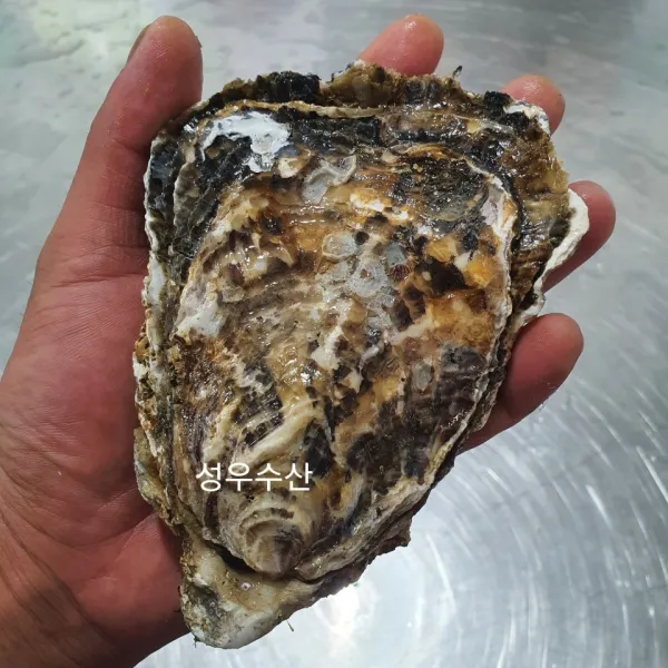 석화 각굴 통영 최상급 개체굴 사계절굴 1kg 2~3미 삼배체굴 프리미엄굴 석화 여름생식용굴 해외수출용굴 통굴 각굴