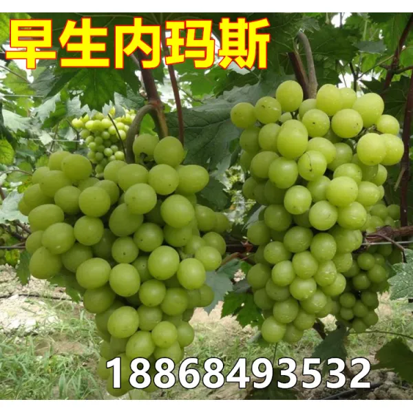 꺾꽂이 조생 안 마르스 일년 결 4그루터기 열매가 달린다 타임 롱 남북 심다, 7년 결과가 나왔다 새싹