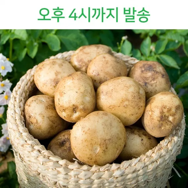 빛고을장터 20년 수확 포슬한 감자 10kg 5kg 3kg내외, 1box, 02.감자 (중) 5kg내외 통구이용